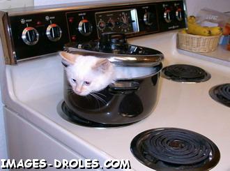 PHOTOS CHATS RIGOLOTTES